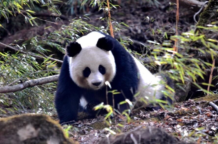 大熊貓國家公園廣元唐家河片區:39只野生大熊貓生活於此